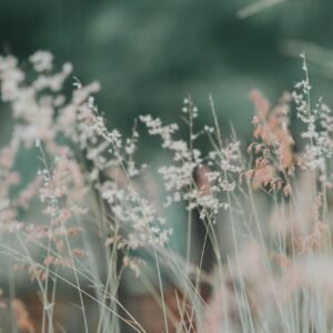 A tranquil meadow featuring delicate grasses in soft, dreamy focus, perfect for nature-themed backgrounds.