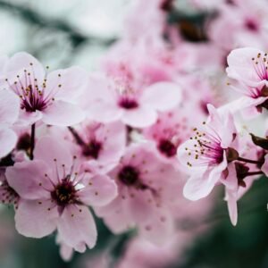 Vibrant close-up of pink cherry blossoms capturing spring's essence.